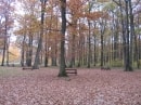 GR 3B, forêt d'Orléans